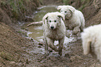 Kuvasz Puppies