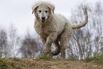 Kuvasz Puppy