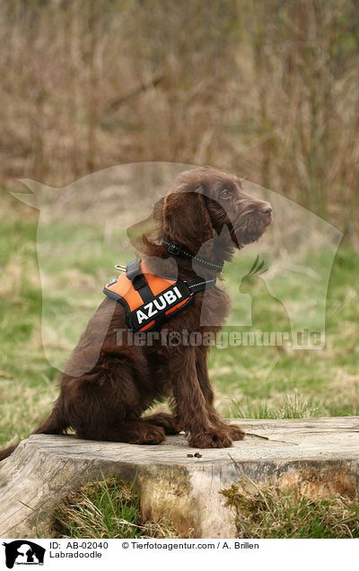 Labradoodle / AB-02040