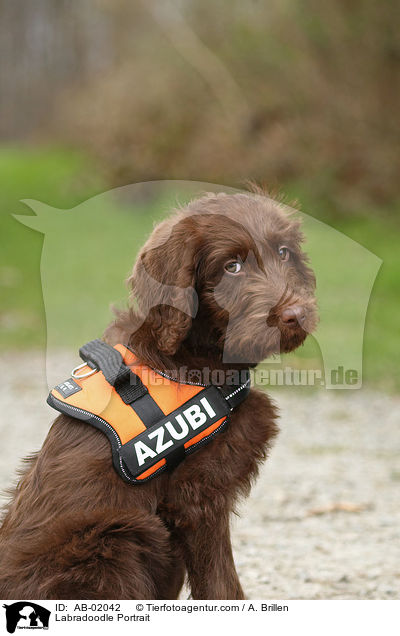 Labradoodle Portrait / AB-02042