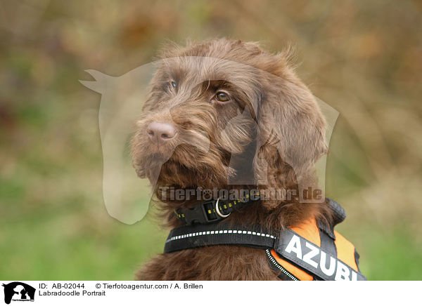 Labradoodle Portrait / Labradoodle Portrait / AB-02044