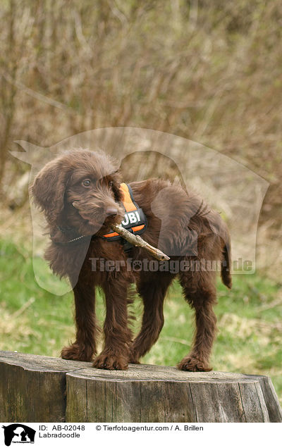 Labradoodle / Labradoodle / AB-02048