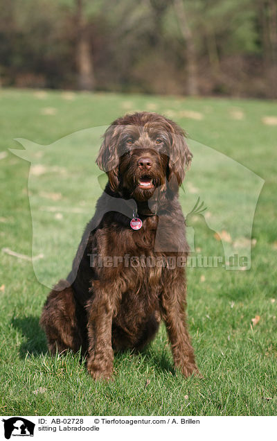 sitzender Labradoodle / sitting Labradoodle / AB-02728