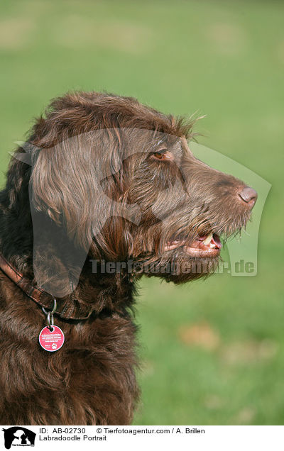 Labradoodle Portrait / Labradoodle Portrait / AB-02730