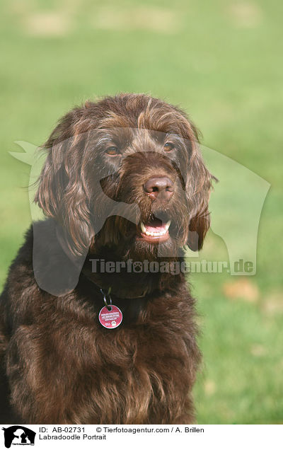 Labradoodle Portrait / Labradoodle Portrait / AB-02731