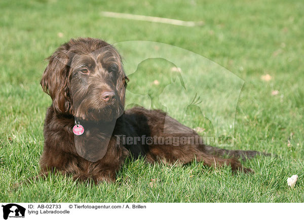liegender Labradoodle / lying Labradoodle / AB-02733