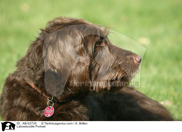 Labradoodle Portrait / Labradoodle Portrait / AB-02735