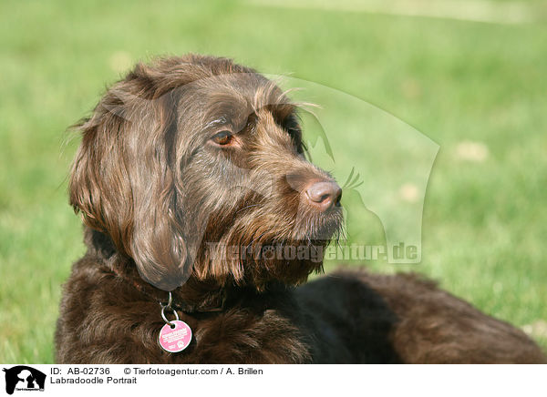Labradoodle Portrait / Labradoodle Portrait / AB-02736