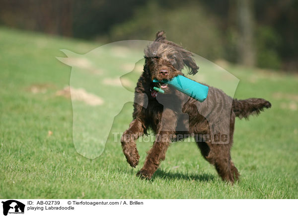 spielender Labradoodle / playing Labradoodle / AB-02739