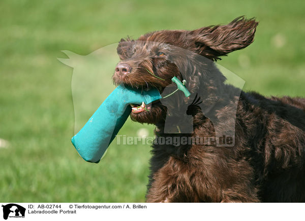Labradoodle Portrait / Labradoodle Portrait / AB-02744