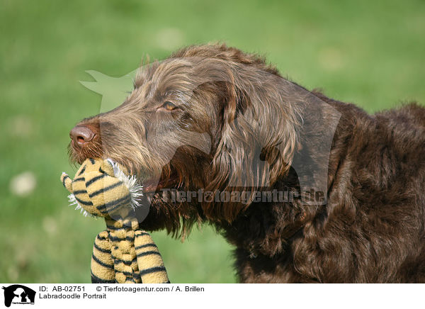 Labradoodle Portrait / Labradoodle Portrait / AB-02751