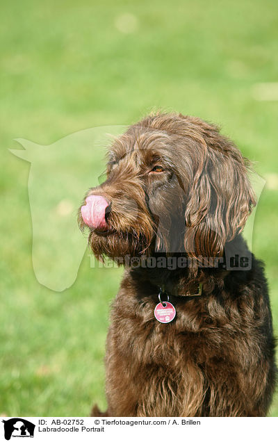 Labradoodle Portrait / Labradoodle Portrait / AB-02752