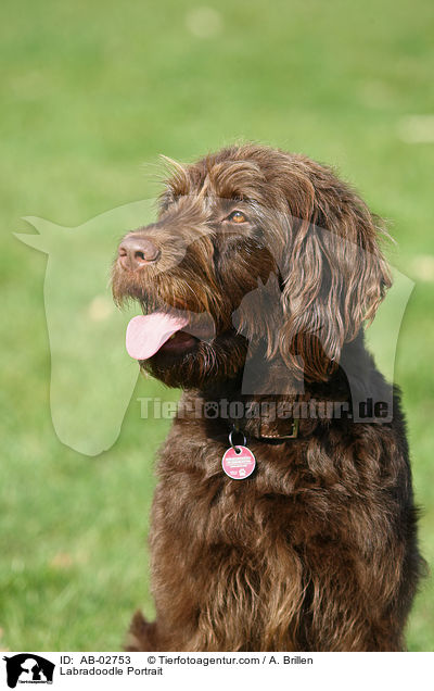 Labradoodle Portrait / Labradoodle Portrait / AB-02753