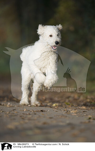 rennender Labradoodle / running Labradoodle / NN-06973