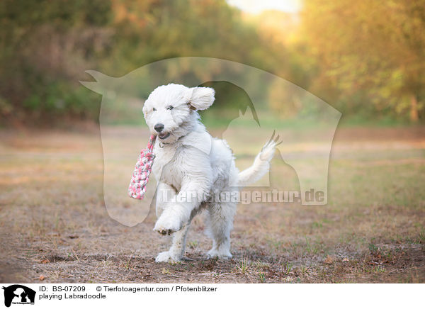 spielender Labradoodle / playing Labradoodle / BS-07209
