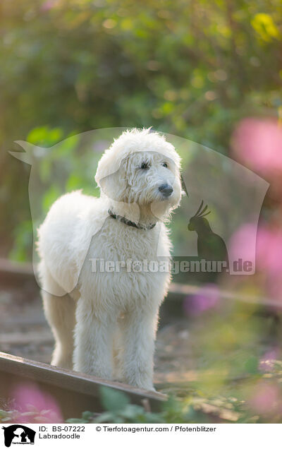 Labradoodle / Labradoodle / BS-07222