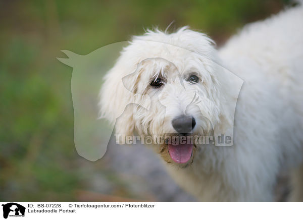 Labradoodle Portrait / Labradoodle Portrait / BS-07228