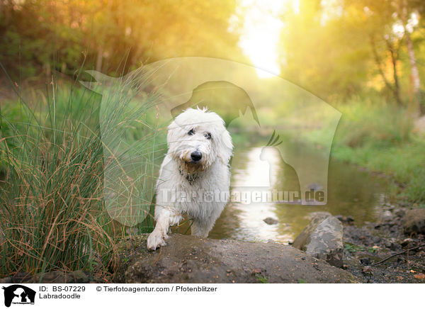 Labradoodle / Labradoodle / BS-07229
