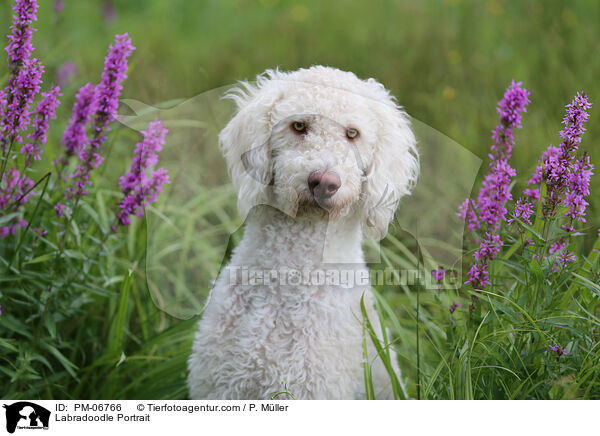 Labradoodle Portrait / Labradoodle Portrait / PM-06766