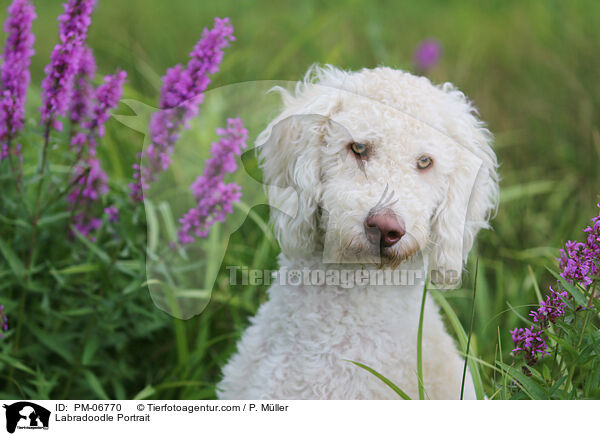 Labradoodle Portrait / Labradoodle Portrait / PM-06770