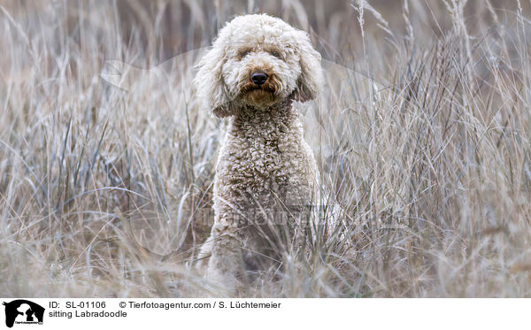 sitzender Labradoodle / sitting Labradoodle / SL-01106