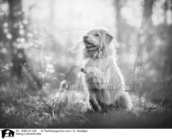 sitzender Labradoodle / sitting Labradoodle / SSE-01126