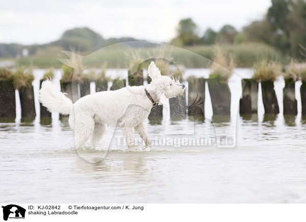 Labradoodle schttelt sich / shaking Labradoodle / KJ-02842