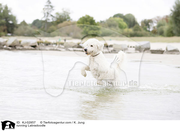 rennender Labradoodle / running Labradoodle / KJ-02857