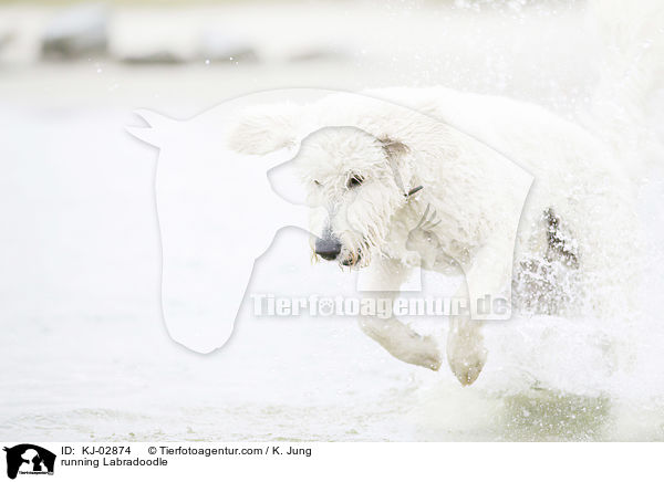 rennender Labradoodle / running Labradoodle / KJ-02874