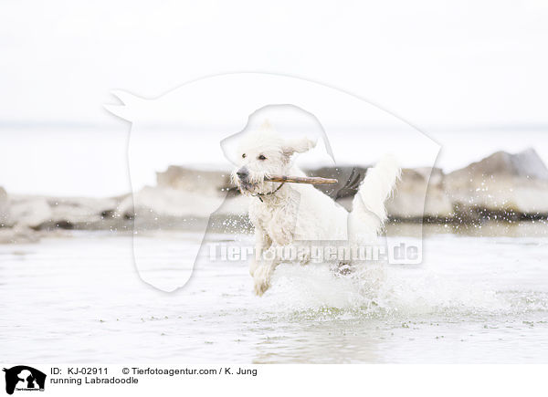rennender Labradoodle / running Labradoodle / KJ-02911