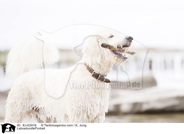 LabradoodlePortrait / KJ-02916