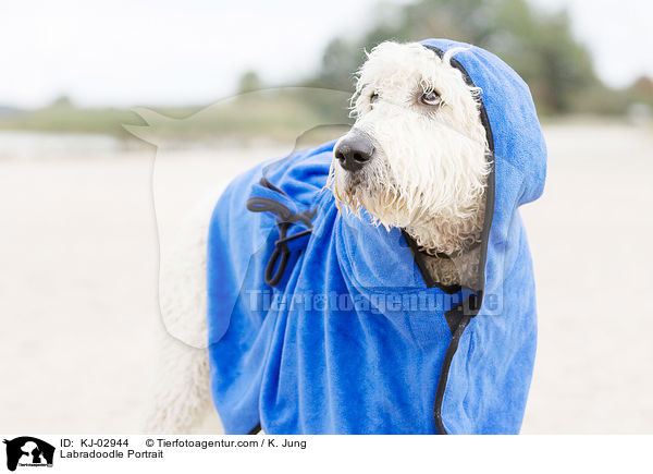 Labradoodle Portrait / Labradoodle Portrait / KJ-02944