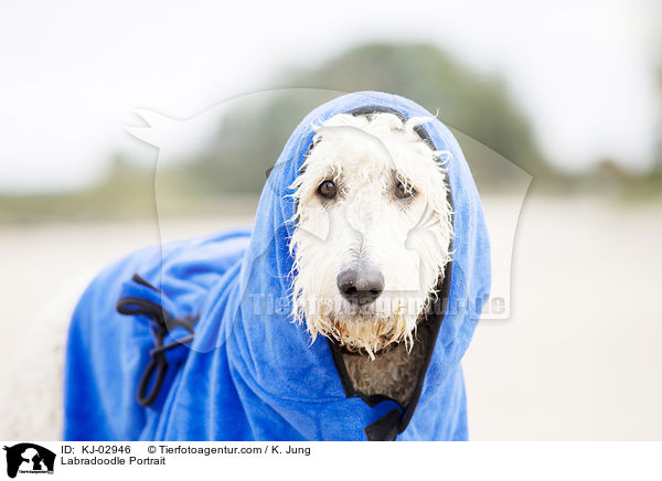 Labradoodle Portrait / KJ-02946