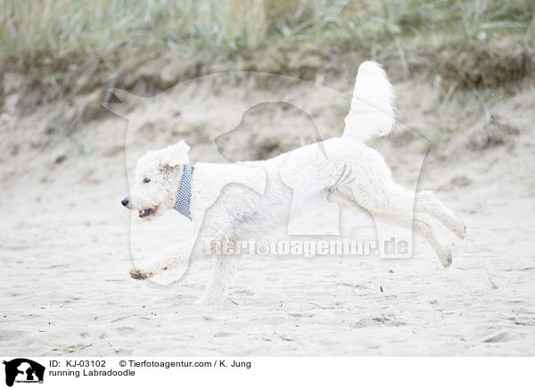 rennender Labradoodle / running Labradoodle / KJ-03102