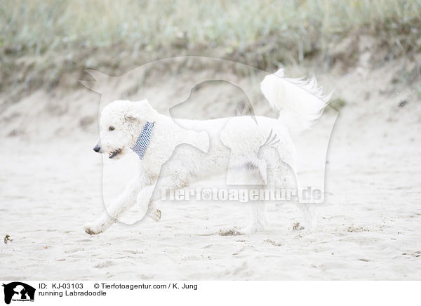 rennender Labradoodle / running Labradoodle / KJ-03103