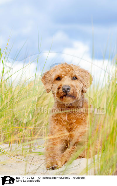liegender Labradoodle / lying Labradoodle / IF-13912
