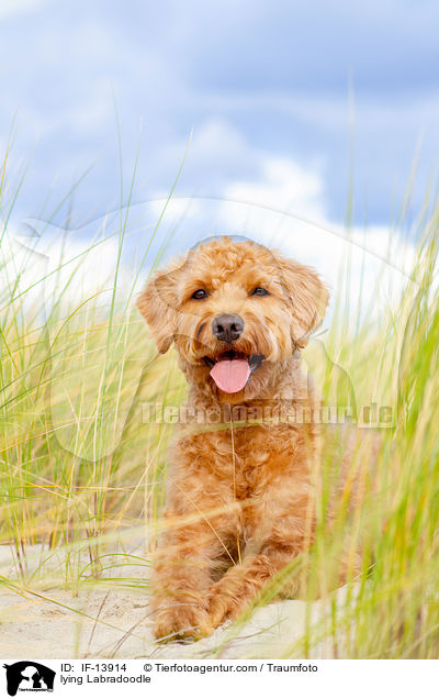 liegender Labradoodle / lying Labradoodle / IF-13914
