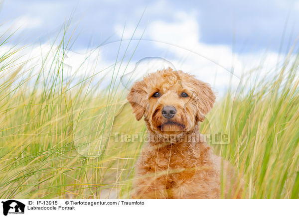Labradoodle Portrait / Labradoodle Portrait / IF-13915