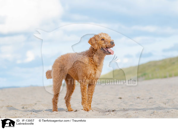 Labradoodle / Labradoodle / IF-13957