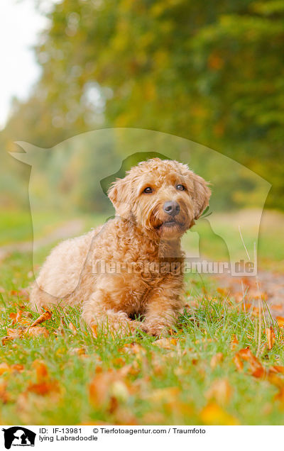 liegender Labradoodle / lying Labradoodle / IF-13981