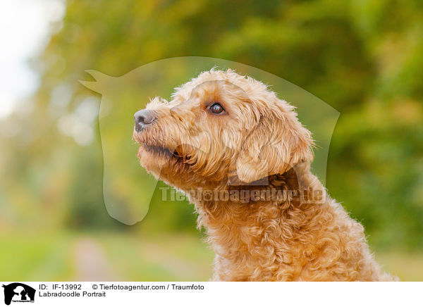 Labradoodle Portrait / Labradoodle Portrait / IF-13992
