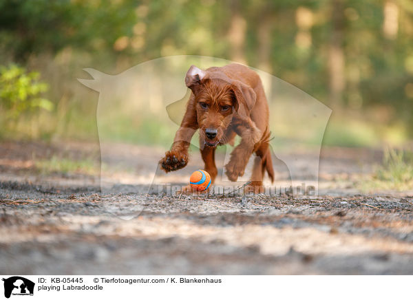 spielender Labradoodle / playing Labradoodle / KB-05445