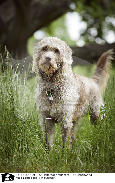 Labradoodle Rde im Sommer / male Labradoodle in summer / RG-01499