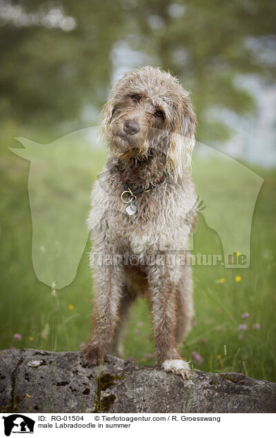 Labradoodle Rde im Sommer / male Labradoodle in summer / RG-01504