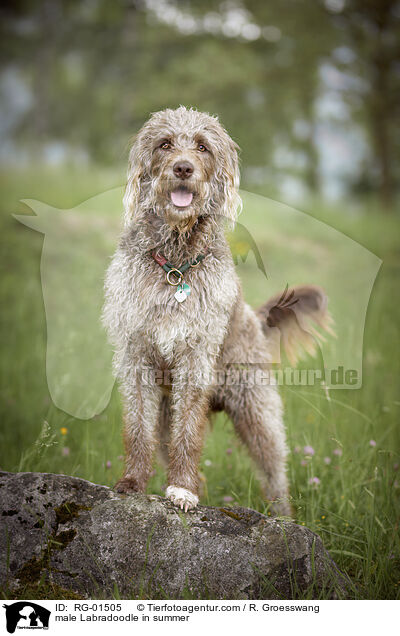 Labradoodle Rde im Sommer / male Labradoodle in summer / RG-01505