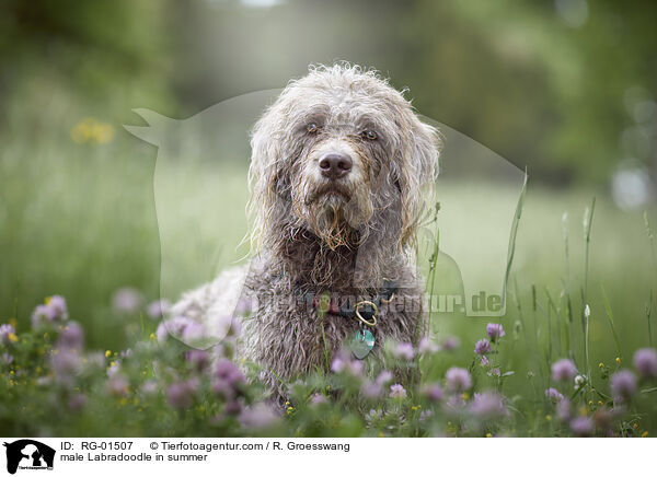 Labradoodle Rde im Sommer / male Labradoodle in summer / RG-01507