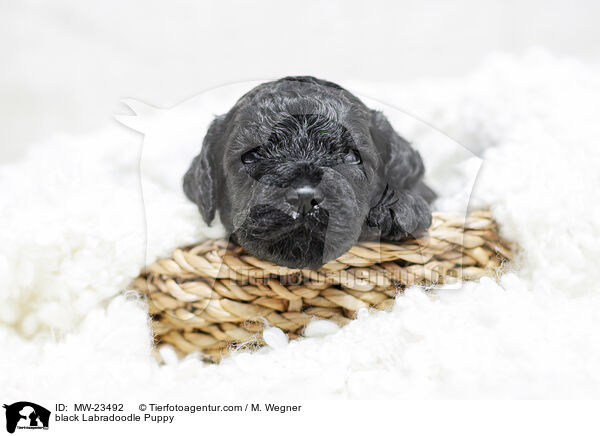 black Labradoodle Puppy / MW-23492