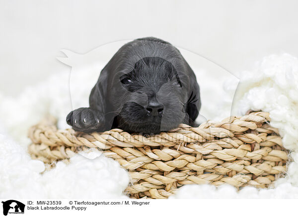 schwarzer Labradoodle Welpe / black Labradoodle Puppy / MW-23539