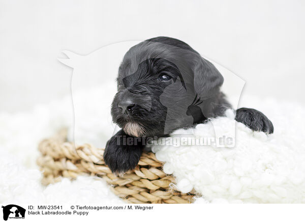 schwarzer Labradoodle Welpe / black Labradoodle Puppy / MW-23541