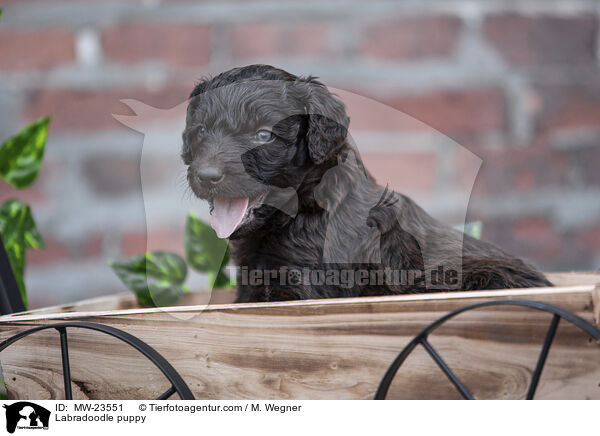Labradoodle Welpe / Labradoodle puppy / MW-23551